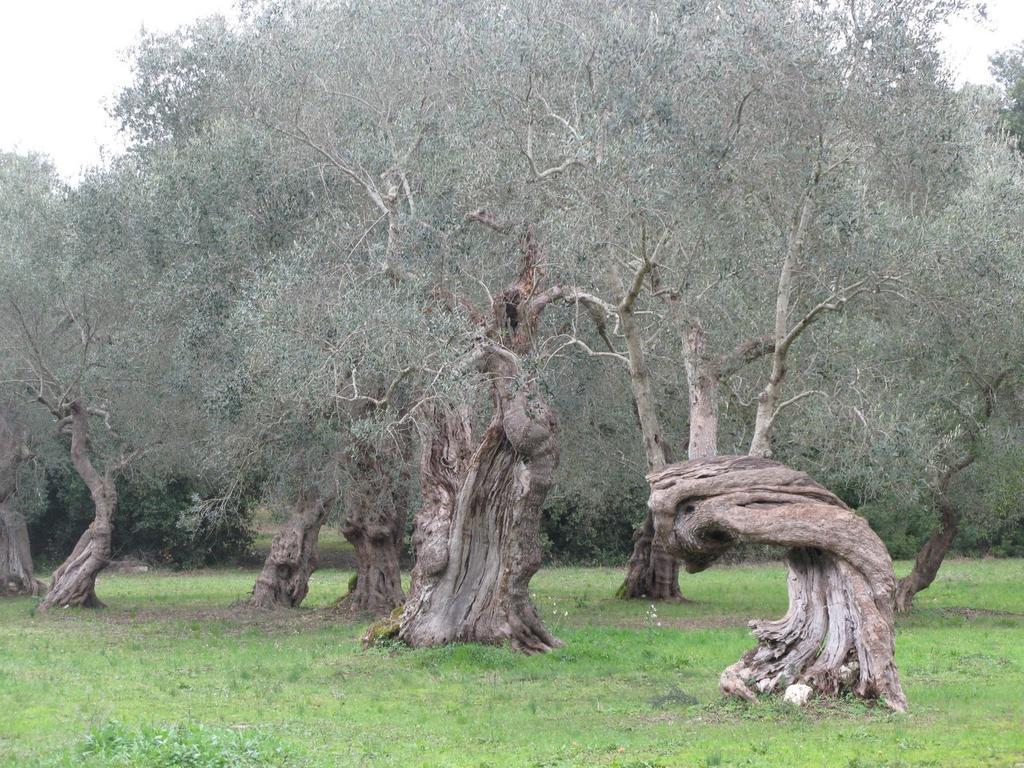 Tenuta Sant'Andrea Giuggianello Eksteriør bilde